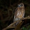 Sovka bubuk - Ninox boobook - Southern Boobook 5981